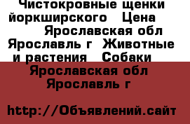 Чистокровные щенки йоркширского › Цена ­ 12 000 - Ярославская обл., Ярославль г. Животные и растения » Собаки   . Ярославская обл.,Ярославль г.